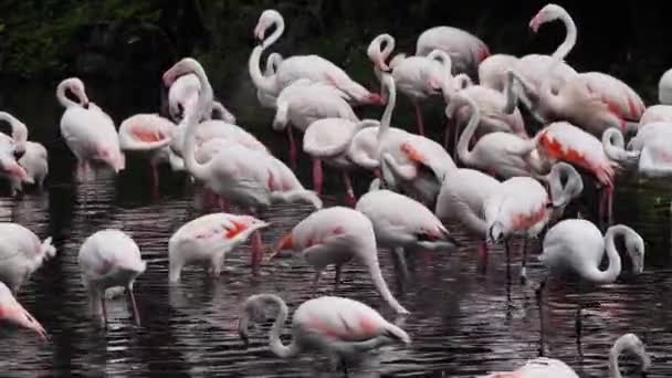 Стая Розовых Фламинго Черном Фоне — стоковое видео