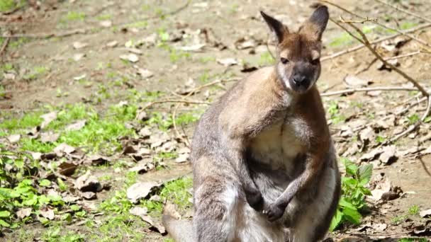 Red Kangaroo Scratching Its Side Its Paw — Stock Video