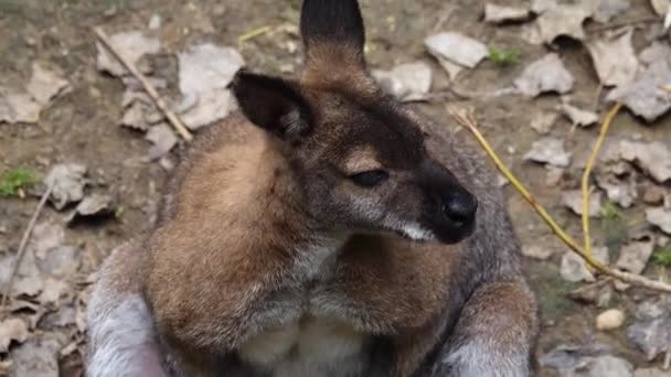 Den Röda Kängurun Tittar Olika Håll Ovanifrån — Stockvideo