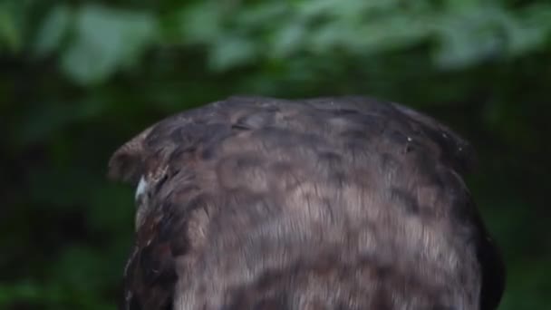 Verreauxs Kartal Baykuşu Avını Yer — Stok video
