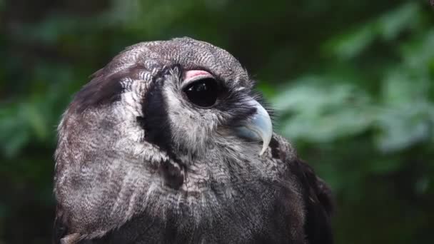 Verreauxs Αετός Κουκουβάγια Κοιτάζει Διαφορετικές Κατευθύνσεις — Αρχείο Βίντεο