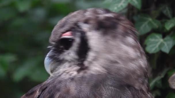 Burung Hantu Elang Verreauxs Terlihat Dalam Arah Yang Berbeda — Stok Video