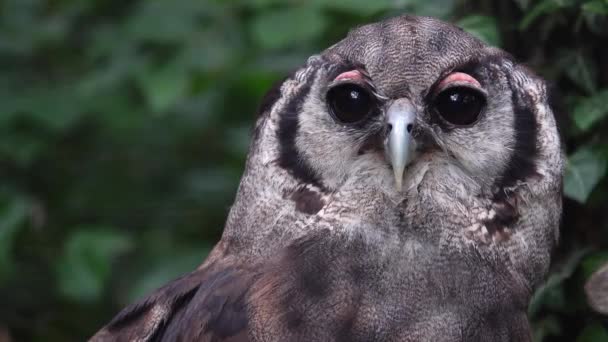 Verreauxs Kartal Baykuşu Farklı Yönlere Bakıyor — Stok video