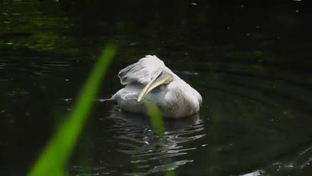 Pelikan Nimmt Wasserprozeduren Durch Flügelschlag — Stockvideo