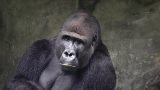 Gorilla Montagna Cercando Lati Diversi — Video Stock