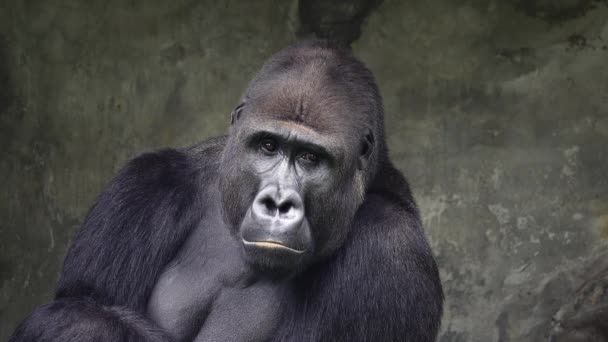 Gorilla Montagna Cercando Lati Diversi Rallentatore — Video Stock