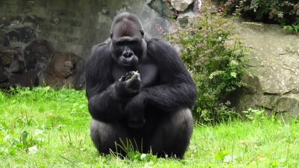 Gorila Montană Care Mănâncă Legume Fructe Fundal Verde — Videoclip de stoc