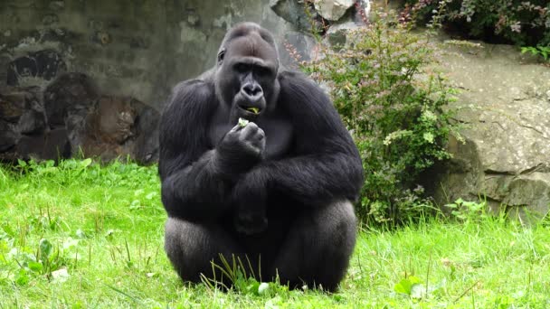 山地大猩猩在绿色背景下吃蔬菜和水果 — 图库视频影像