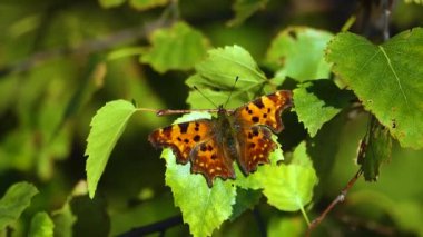 Aglais urticae kelebeği sonbaharda güneşte kanatlarını kurutur.