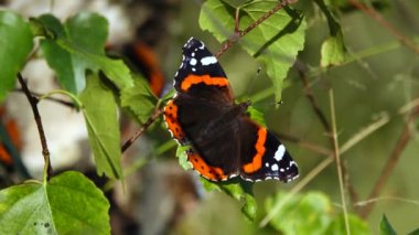 Vanessa atalanta kelebeği sonbaharda güneşte kanatlarını kurutur.