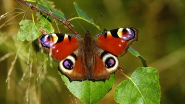Aglais io kelebeği sonbaharda güneşte kanatlarını kurutur.