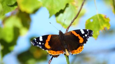 Vanessa atalanta kelebeği sonbaharda güneşte kanatlarını kurutur.