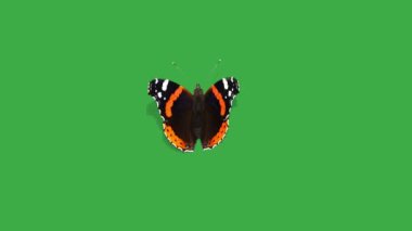 Vanessa atalanta yeşil ekranda