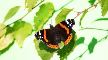 Vanessa atalanta kelebeği sonbaharda güneşte kanatlarını kurutur. beyaz arkaplanda