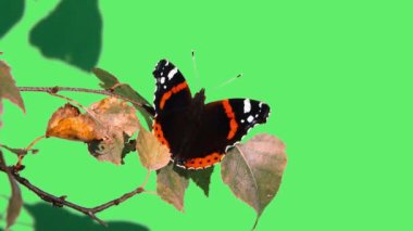 Vanessa atalanta yeşil ekranda