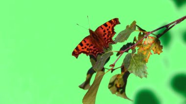 Aglais urticae kelebeği sonbaharda yeşil bir ekranda kanatlarını kurutur.