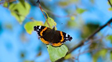 Vanessa atalanta kelebeği sonbaharda güneşte kanatlarını kurutur.
