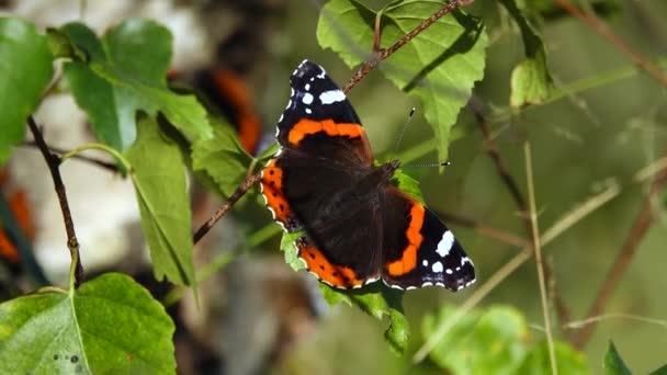 Vanessa Atalanta Butterfly Dries Its Wings Sun Autumn Video Clip