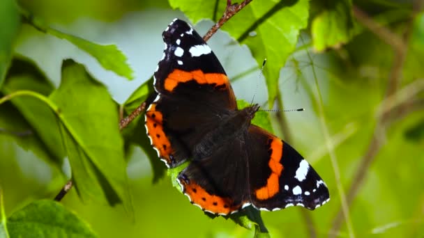 Vanessa Atalanta Schmetterling Trocknet Herbst Seine Flügel Der Sonne — Stockvideo
