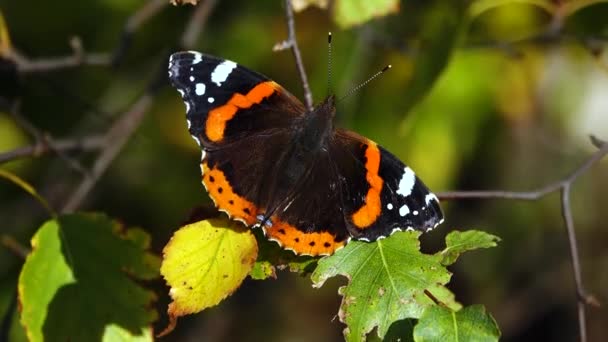 凡妮莎 阿塔兰塔蝴蝶在阳光下晒干了翅膀 — 图库视频影像
