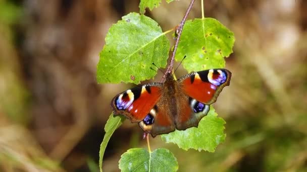 Aglais Motýl Suší Svá Křídla Slunci Podzim — Stock video