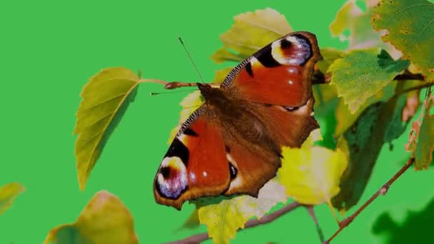 Aglais Butterfly Сушит Свои Крылья Солнце Осенью — стоковое видео