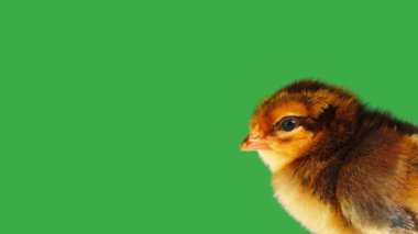 Yeşil ekrandaki küçük güzel piliç