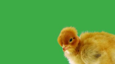 Yeşil ekrandaki küçük güzel piliç