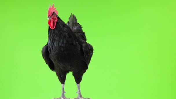 Black Rooster Green Screen Stock Footage