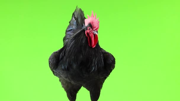 Black Rooster Green Screen Stock Footage