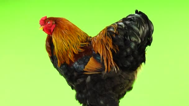 Black Rooster Green Screen Royalty Free Stock Video