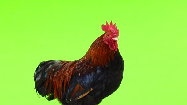 Beautiful Rooster Green Screen — Stock Video