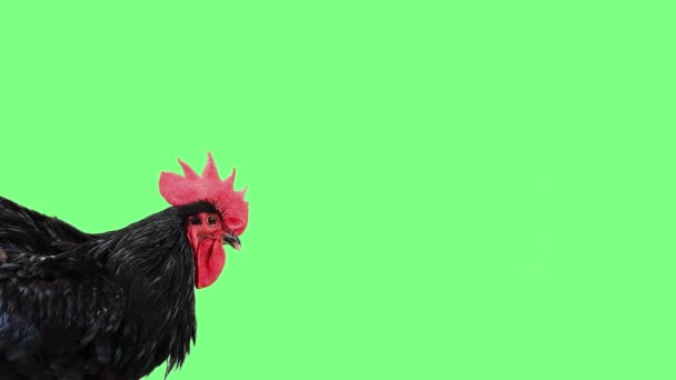 Czarny Śpiewający Kogut Zielonym Ekranie — Wideo stockowe