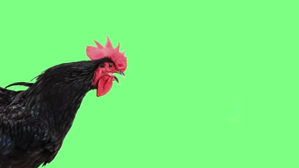 Black Singing Rooster Green Screen Stock Video