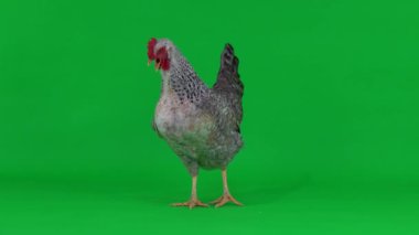 Şarkı söyleyen tavuk yeşil ekranda
