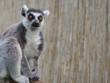 Bulanık arkaplanda bir lemurun portresi