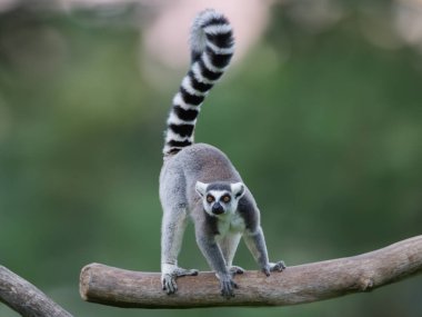 Bulanık bir arka planda yükseltilmiş kuyruklu lemur