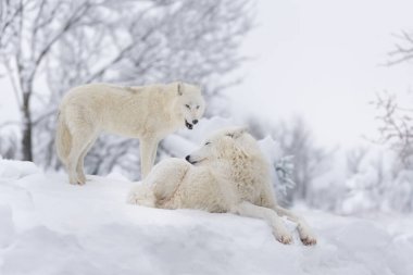 Beyaz kurtlar karlı bir ormanın arka planına karşı