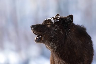 Kara Kanada kurdu ormanın arka planına karşı uluyor.