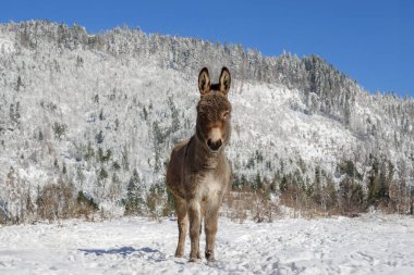Eşek, dağların arka planında karla kaplı bir ormanla bir düzlükte duruyor.