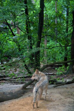 Gri kurt ormanın ortasında duruyor.