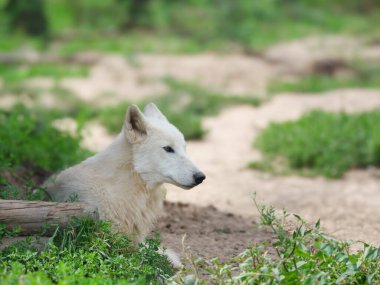 Arktik kurt yeşil çimlerin üzerinde