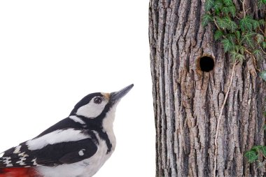Büyük benekli ağaçkakan (Dendrocopos major) beyaz bir arka planda boş ve sarmaşık ile bir ağacın arka planına karşı