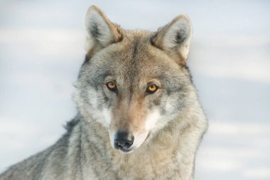 Kurt gözleri kameraya bakıyor.