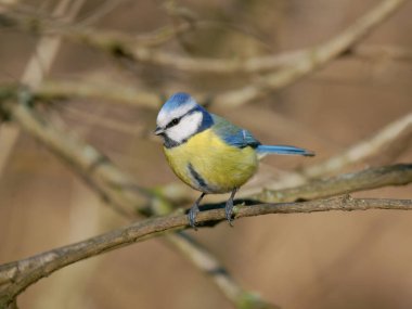 blue tit sitting on a tree branch in the forest