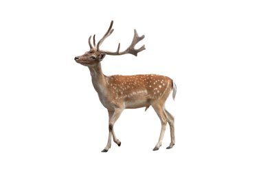 Erkek avrupa geyiği beyaz arka planda izole edilmiş