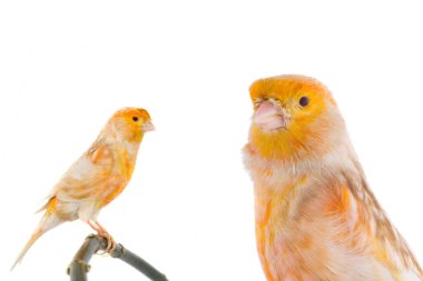 Kanarya beyaz arkaplanda izole edildi