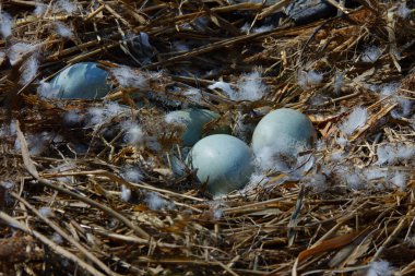 Baharda göl kenarında bir kuğu yuvası.