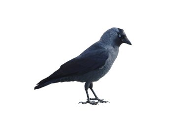 Karga beyaz bir arkaplanda izole edilmiş