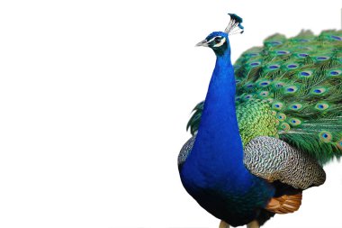 Beyaz arkaplanda izole edilmiş Hint tavus kuşu